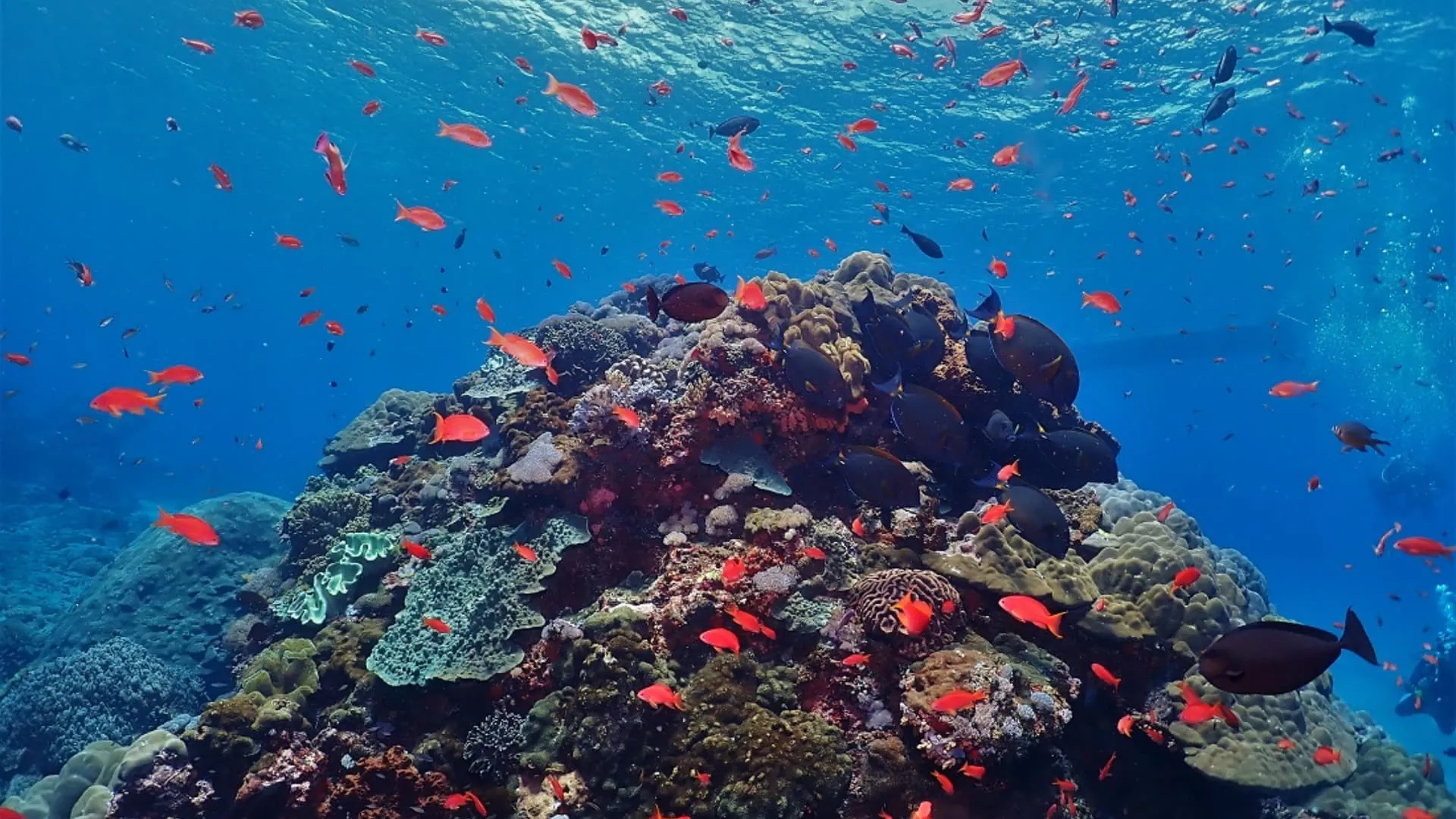 Amed Scuba Diving Bali